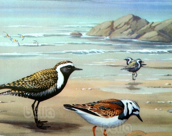 Vintage BIRDS Print - Sea Birds - Golden Plover and Ruddy Turnstone  1930s Book Illustration by Walter Alois Weber