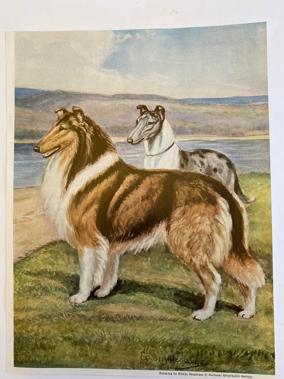 Vintage Collie Dog Edwin Megargee Illustration 1950s - Etsy