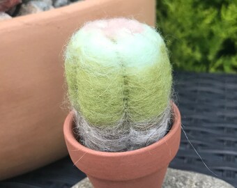 Succulent cactus needle felted realistic