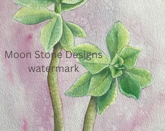Könnte beinhalten: Aquarellmalerei von zwei grünen Sukkulenten mit braunen Stielen vor einem rosa Hintergrund. Das Bild ist signiert mit "Moon Stone Designs watermark".
