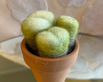 Succulent Lithos needle felted realistic