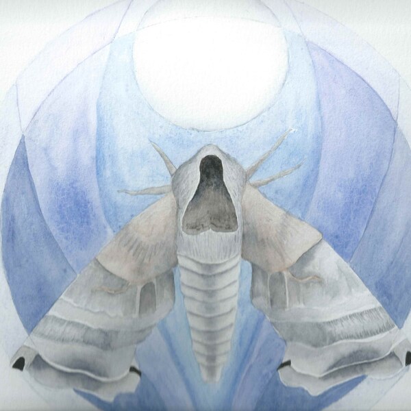 Sphinx Moth Art Card Watercolor