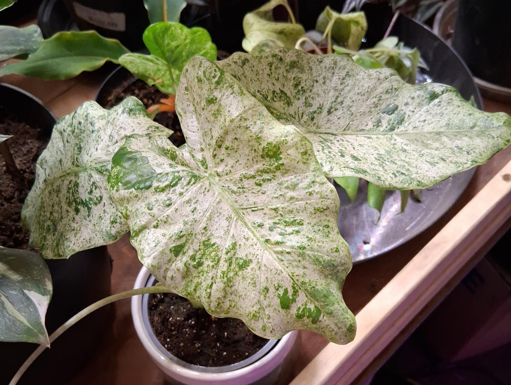 Alocasia Blizzard Batik - Etsy