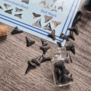 May include: A collection of fossilized shark teeth, some in a small glass jar, scattered on a wooden surface. A blue and white guide with shark tooth illustrations is also present. The guide includes text such as "Great White Shark" and "Bull Shark".