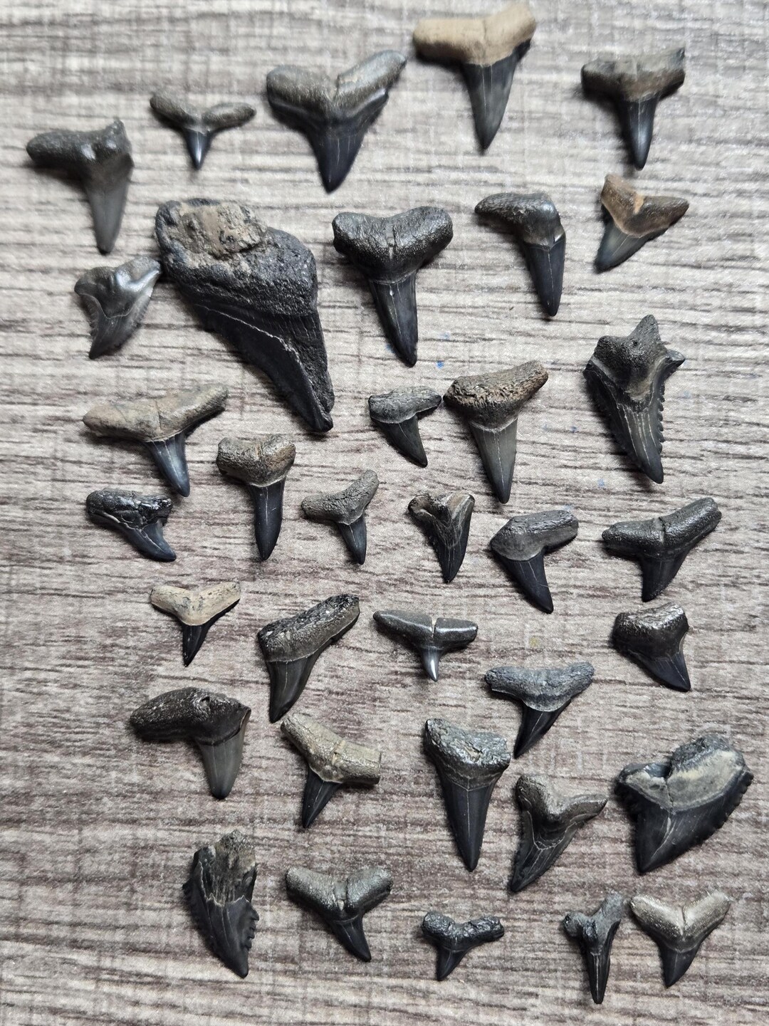 【登録票不要】　セイウチ　海象　牙　鯨歯　フィッシュフック　標本　根付　剥製 Fossilized Shark Teeth: Peace River Florida Authentic Collection