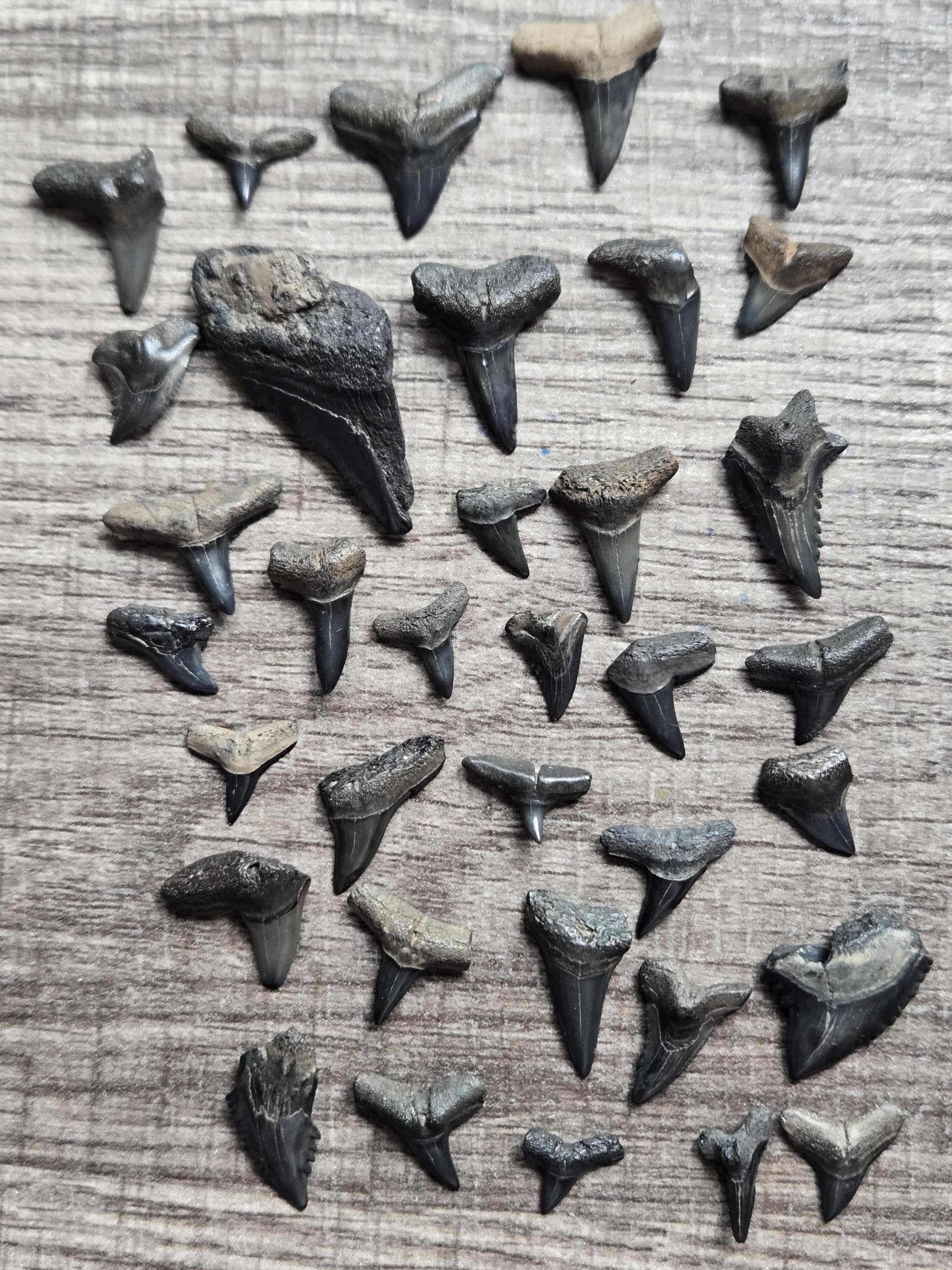 Fossilized Shark Teeth: Peace River Florida Authentic Collection