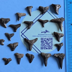 Véritables fossiles de dents de requin du sud-ouest de la Floride - Collection authentique de diverses dents de requin ; Carte d'identité pour taureau, citron, tigre et