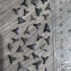 Perfect Small Shark Teeth Fossils – 1cm Bulk Mix  of sharks teeth – Micro Fossils for Unique DIY Crafts | set of 30 shark tooth fossils