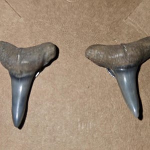 May include: A pair of fossilized shark teeth earrings. The teeth are gray and white, with a triangular shape and a smooth, polished appearance. They are mounted on a brown card.