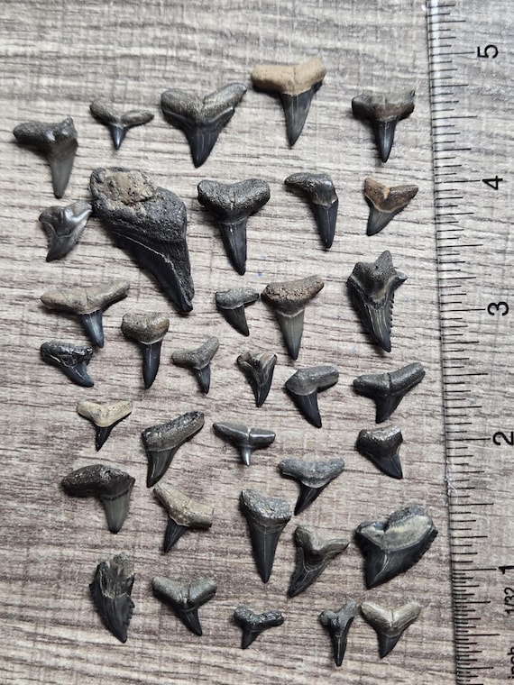 Fossilized Shark Teeth: Peace River Florida Authentic Collection