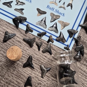 Puede incluir: Una colección de dientes de tiburón fosilizados, incluyendo dientes de tiburón martillo y toro, sobre una superficie de madera. Algunos dientes sueltos, otros en un pequeño frasco de vidrio. También hay un tapón de corcho.