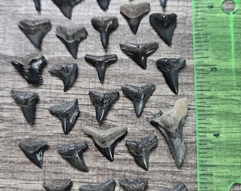 Fossilized Shark Teeth - Authentic Megalodon Tooth Relics - Collectible Fossil Specimens