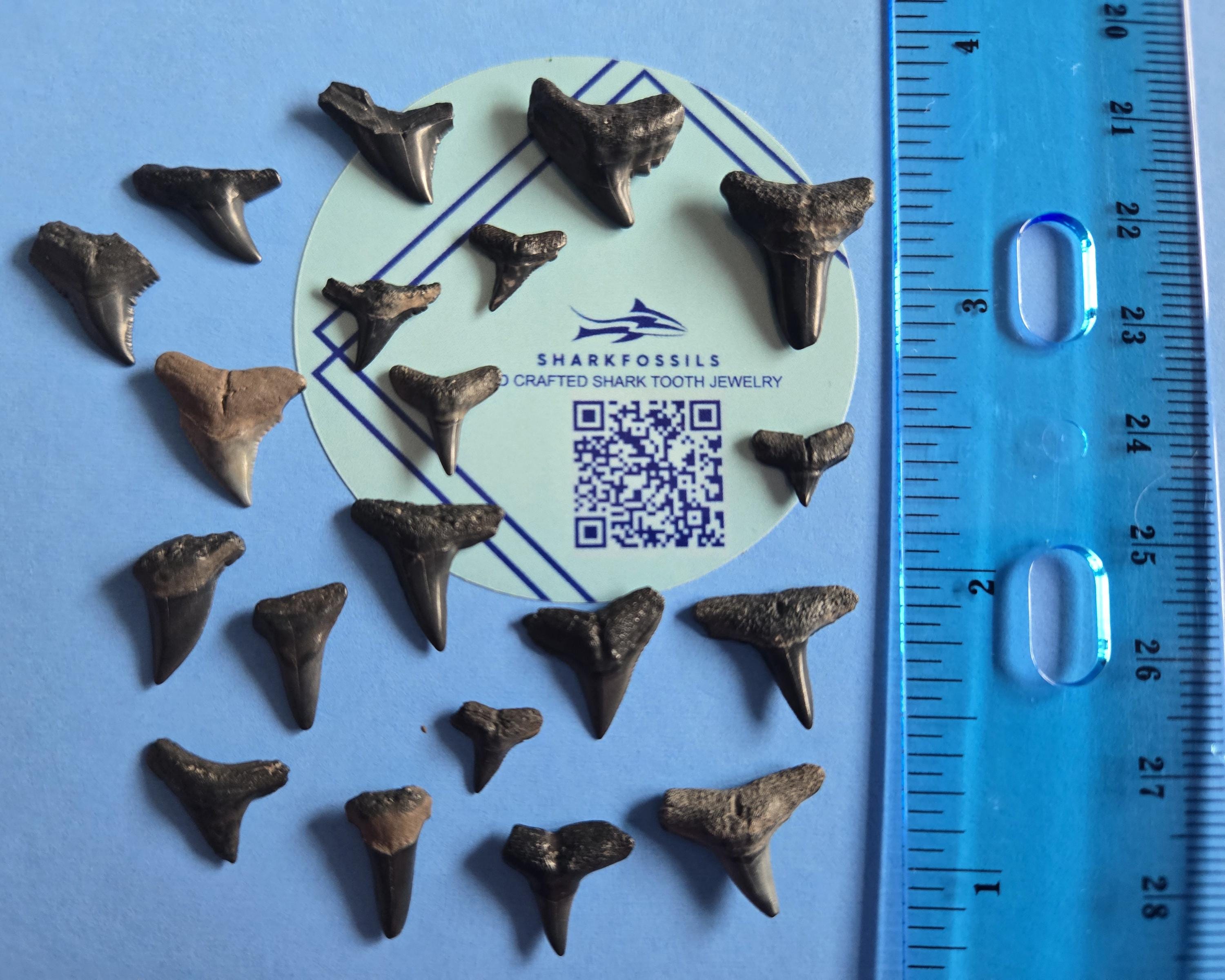 Shark Teeth - Fosslized 20 count Peace River, Southwest Florida - Authentic Collection. Great for Crafts, Education, or Sandbox Treasure!