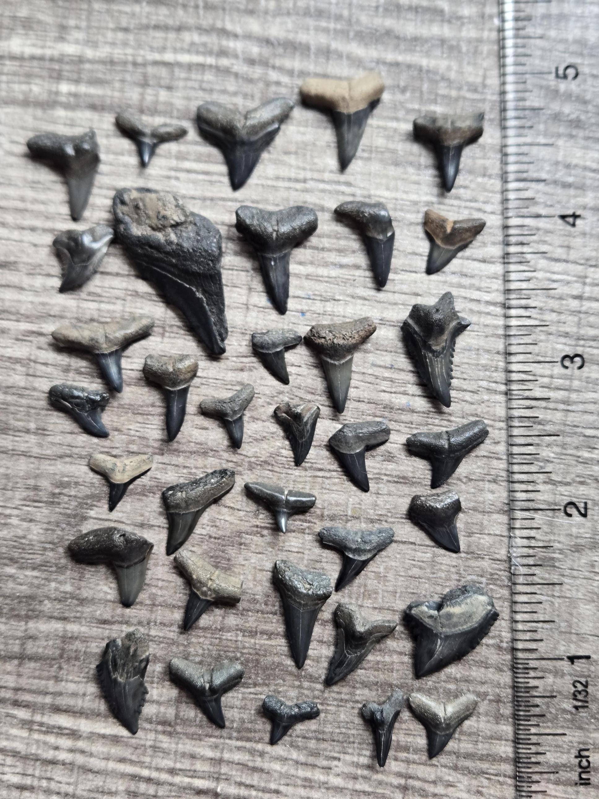 Fossilized Shark Teeth: Peace River Florida Authentic Collection