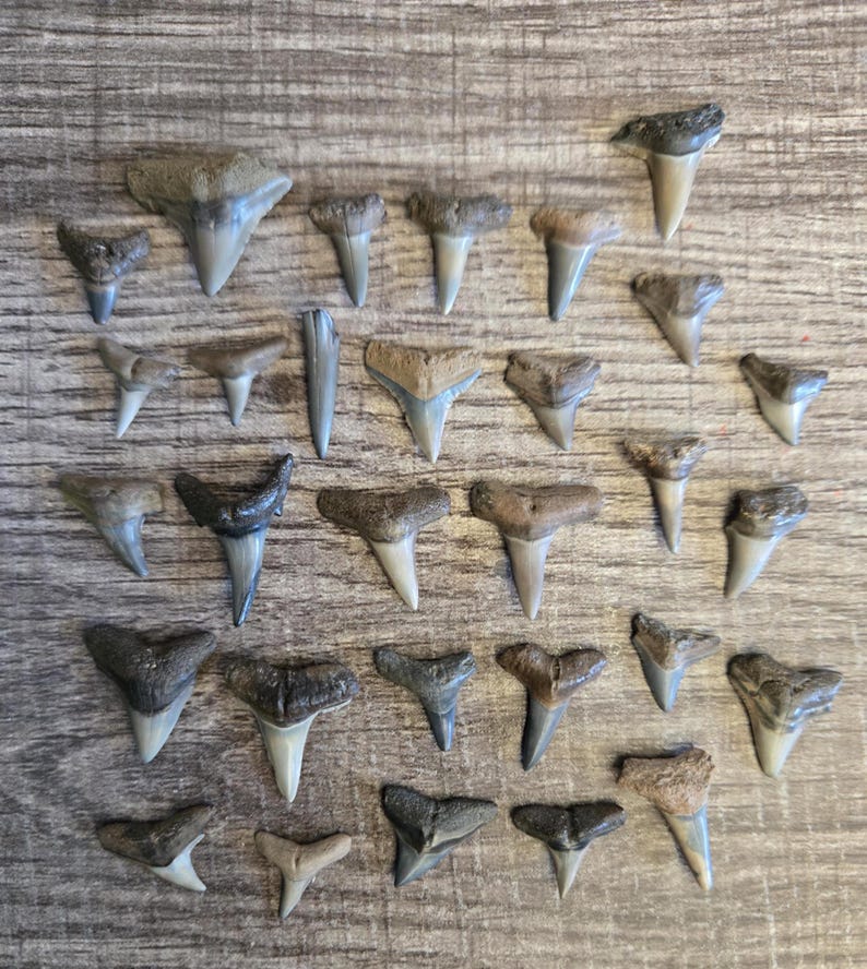 Tooth Collection Shark Teeth Collection: Florida Fossils, Craft Supply. 30 Piece Set of ...