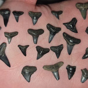 Shark teeth, Authentic Fossilized from Peace River Florida – Includes ID Card – Great for Crafts, Collectors, Sandboxes. 25 fossils per set.