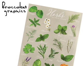 Herb Illustration Print in Matte or Canvas