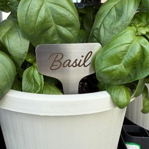 May include: A white plastic pot with green basil plants. A metal tag with the word "Basil" is inserted into the soil.