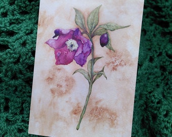 Purple Hellebore Greetings Card - botanical art illustration in watercolour