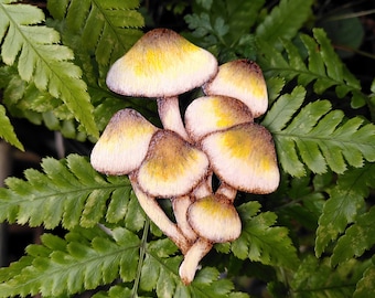 Cluster of Mushrooms Brooch - Sulphur Tuft Painted Pyrography Jewellery