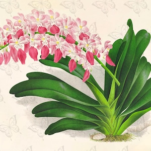 Vintage 19th Century Orchids Illustration | Aerides maculosum by Jean Jules Linden | 300 PPI high resolution JPEG & PNG | Junk Journal - Art