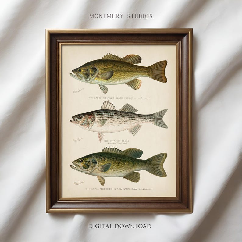 Set of 6 Bass Fishing patent prints, featuring Largemouth, Smallmouth, and Striped Bass. Includes vintage fishing lure, fishing reel, and tackle box designs. Ideal for fishing enthusiasts, anglers, and man cave decor. Perfect for lake house walls or as a unique fishing gift. Detailed, vintage illustrations capture the essence of freshwater fishing and North American game fish. High-quality fishing art prints, perfect for home or office decor.