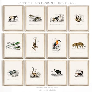 May include: Set of 12 framed jungle animal illustrations. Each print features a detailed, vintage-style depiction of various animals, including a tapir, monkey, toucan, and jaguar. The prints are in a neutral color palette with a white background and a light-colored frame.