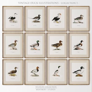Láminas vintage de patos (12 unidades), ilustraciones digitales de patos, razas y especies, arte mural de patos reales, decoración infantil y de vida silvestre, C1
