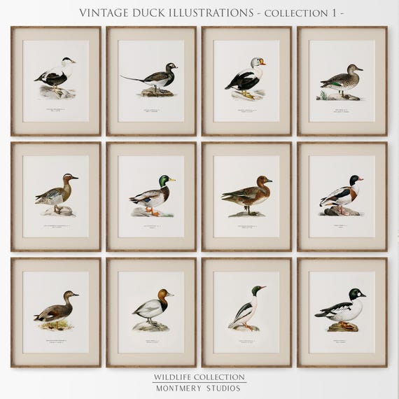 Vintage Duck Prints, Set of 12, Digital Duck Illustrations, Duck