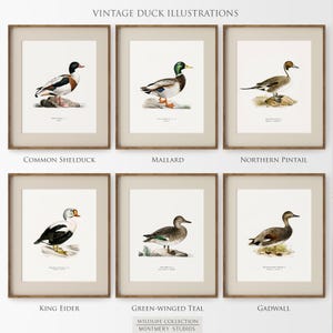 A collection of vintage duck prints featuring over 20 duck breeds including Mallard, Northern Pintail, Gadwall, and Green-winged Teal. Perfect for rustic outdoor decor, duck hunting themed rooms, boys' room wall art, and vintage wildlife nursery styles. Ideal for lovers of duck breeds and birdwatching art. These classic illustrations suit farmhouse, lodge, and cabin aesthetics with timeless charm and detailed artistry.