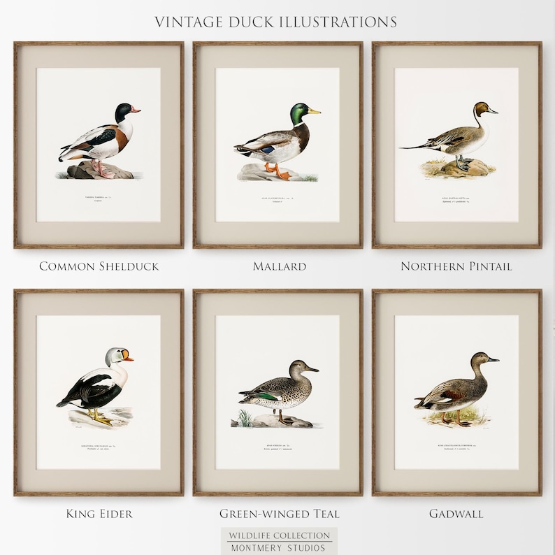 A collection of vintage duck prints featuring over 20 duck breeds including Mallard, Northern Pintail, Gadwall, and Green-winged Teal. Perfect for rustic outdoor decor, duck hunting themed rooms, boys' room wall art, and vintage wildlife nursery styles. Ideal for lovers of duck breeds and birdwatching art. These classic illustrations suit farmhouse, lodge, and cabin aesthetics with timeless charm and detailed artistry.