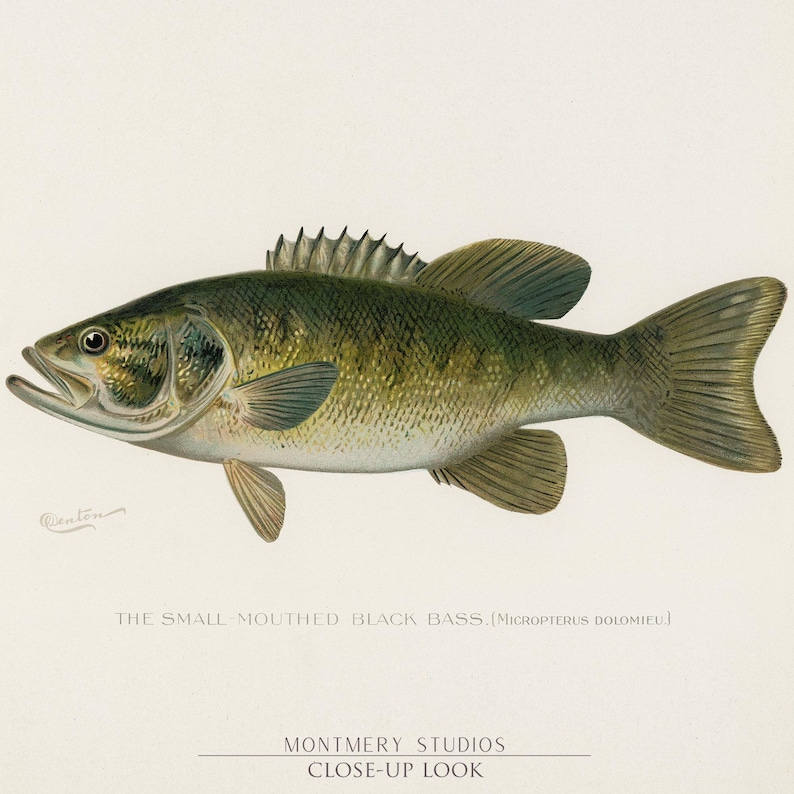 Vintage fish wall art for lake house, freshwater trout prints for rustic decor, North American game fish illustrations, antique fishing artwork, digital fish art bundle for anglers, unique nature wall decor, printable fish paintings for cozy cabin