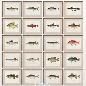 Vintage Game Fishes of North America, Set of 20 Lake House Wall Art, Freshwater Fish Prints, Rustic Antique Animal Art, Trout Wall Art, C3