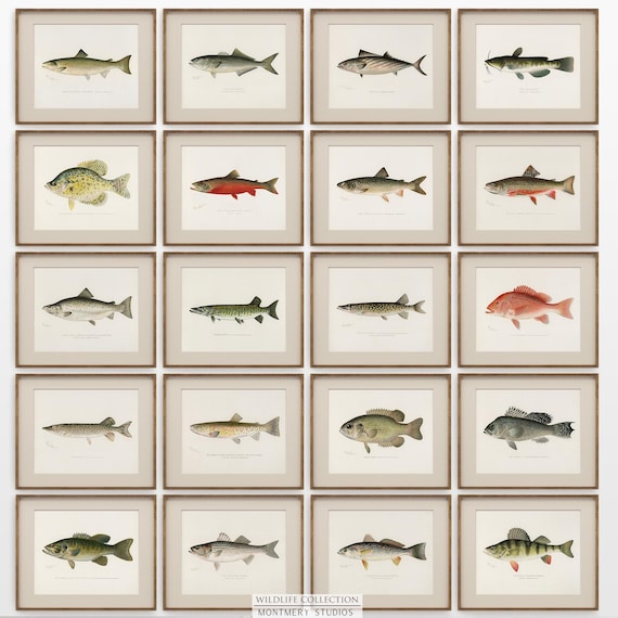 Vintage Game Fishes of North America, Set of 20 Lake House Wall Art, Freshwater Fish Prints, Rustic Antique Animal Art, Trout Wall Art, C3