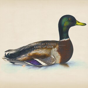 Vintage mallard duck print featuring a detailed rustic duck painting, perfect as nursery wall art or farmhouse decor. This antique duck print makes charming mallard nursery art for a boy’s bedroom, kids room animal art, or rustic nursery decor. Styled as a country animal print with soft tones, it fits perfectly in minimalist duck art displays, vintage nursery art collections, or country farmhouse interiors. Available as an instant digital download for easy printing at home.
