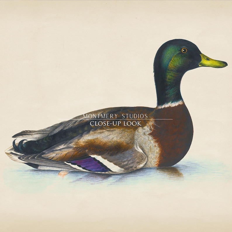 Vintage mallard duck print featuring a detailed rustic duck painting, perfect as nursery wall art or farmhouse decor. This antique duck print makes charming mallard nursery art for a boy’s bedroom, kids room animal art, or rustic nursery decor. Styled as a country animal print with soft tones, it fits perfectly in minimalist duck art displays, vintage nursery art collections, or country farmhouse interiors. Available as an instant digital download for easy printing at home.