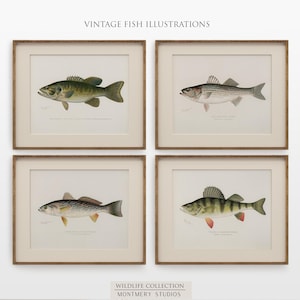 Vintage fish wall art for lake house, freshwater trout prints for rustic decor, North American game fish illustrations, antique fishing artwork, digital fish art bundle for anglers, unique nature wall decor, printable fish paintings for cozy cabin
