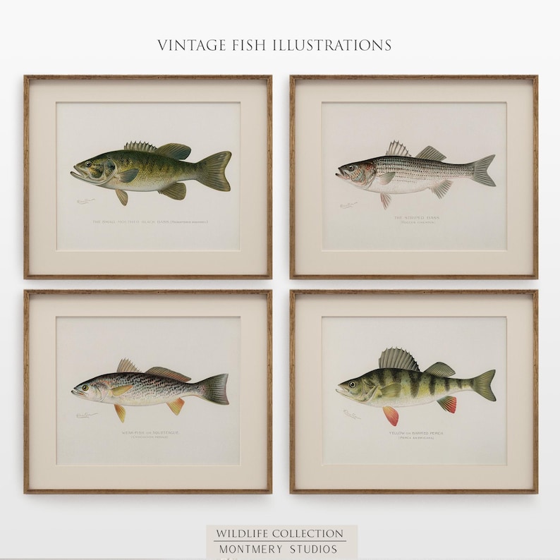 Vintage fish wall art for lake house, freshwater trout prints for rustic decor, North American game fish illustrations, antique fishing artwork, digital fish art bundle for anglers, unique nature wall decor, printable fish paintings for cozy cabin