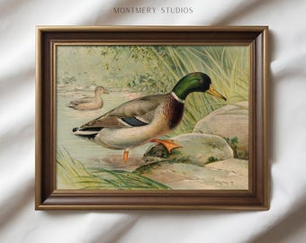 Stockente Enten-Druck, Vintage Enten-Druck, Haus am See Dekor, Enten-Wand-Dekor, Vintage Enten-Druck, Rustikale Bauernhaus-Dekoration, AN108