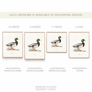 A collection of vintage duck prints featuring over 20 duck breeds including Mallard, Northern Pintail, Gadwall, and Green-winged Teal. Perfect for rustic outdoor decor, duck hunting themed rooms, boys' room wall art, and vintage wildlife nursery styles. Ideal for lovers of duck breeds and birdwatching art. These classic illustrations suit farmhouse, lodge, and cabin aesthetics with timeless charm and detailed artistry.