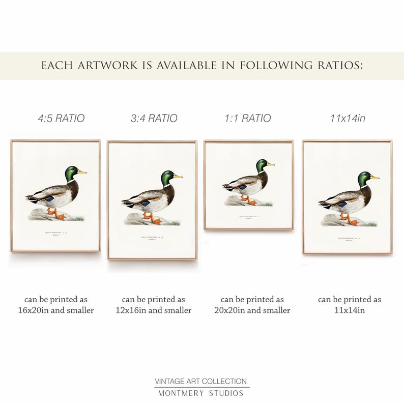 A collection of vintage duck prints featuring over 20 duck breeds including Mallard, Northern Pintail, Gadwall, and Green-winged Teal. Perfect for rustic outdoor decor, duck hunting themed rooms, boys' room wall art, and vintage wildlife nursery styles. Ideal for lovers of duck breeds and birdwatching art. These classic illustrations suit farmhouse, lodge, and cabin aesthetics with timeless charm and detailed artistry.