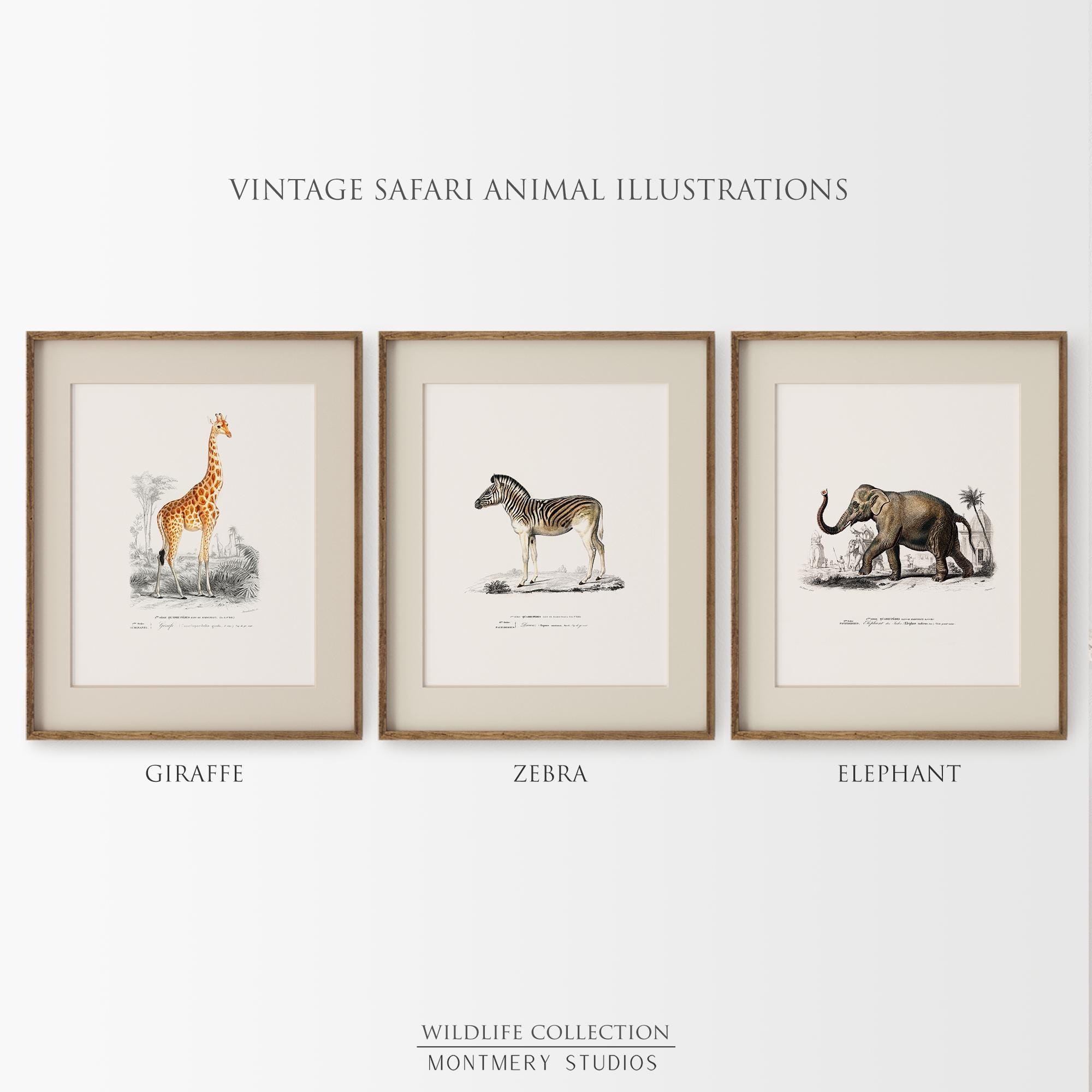 Safari Animal Prints Set of 12, Vintage Safari Nursery Wall Art ...