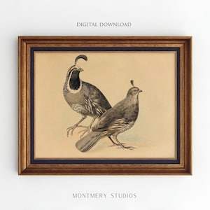 Vintage Quail Print, Game Bird Vintage Art, Rustic Quail Illustration, Antique Game Bird Drawing, Upland Hunting Room Decor, Digital, AN124