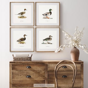 A collection of vintage duck prints featuring over 20 duck breeds including Mallard, Northern Pintail, Gadwall, and Green-winged Teal. Perfect for rustic outdoor decor, duck hunting themed rooms, boys' room wall art, and vintage wildlife nursery styles. Ideal for lovers of duck breeds and birdwatching art. These classic illustrations suit farmhouse, lodge, and cabin aesthetics with timeless charm and detailed artistry.