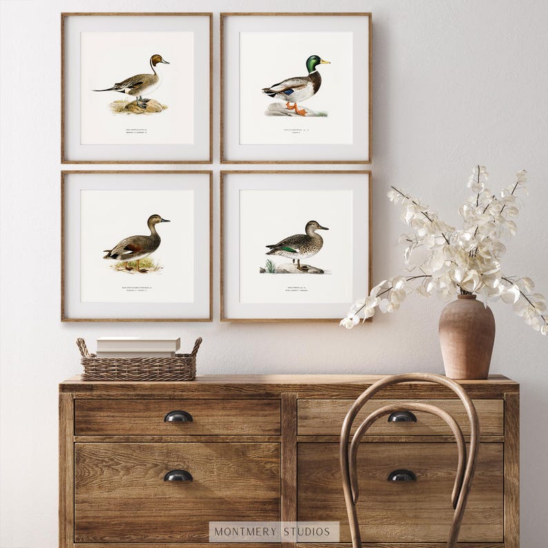 A collection of vintage duck prints featuring over 20 duck breeds including Mallard, Northern Pintail, Gadwall, and Green-winged Teal. Perfect for rustic outdoor decor, duck hunting themed rooms, boys' room wall art, and vintage wildlife nursery styles. Ideal for lovers of duck breeds and birdwatching art. These classic illustrations suit farmhouse, lodge, and cabin aesthetics with timeless charm and detailed artistry.