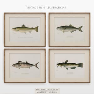 Vintage fish wall art for lake house, freshwater trout prints for rustic decor, North American game fish illustrations, antique fishing artwork, digital fish art bundle for anglers, unique nature wall decor, printable fish paintings for cozy cabin