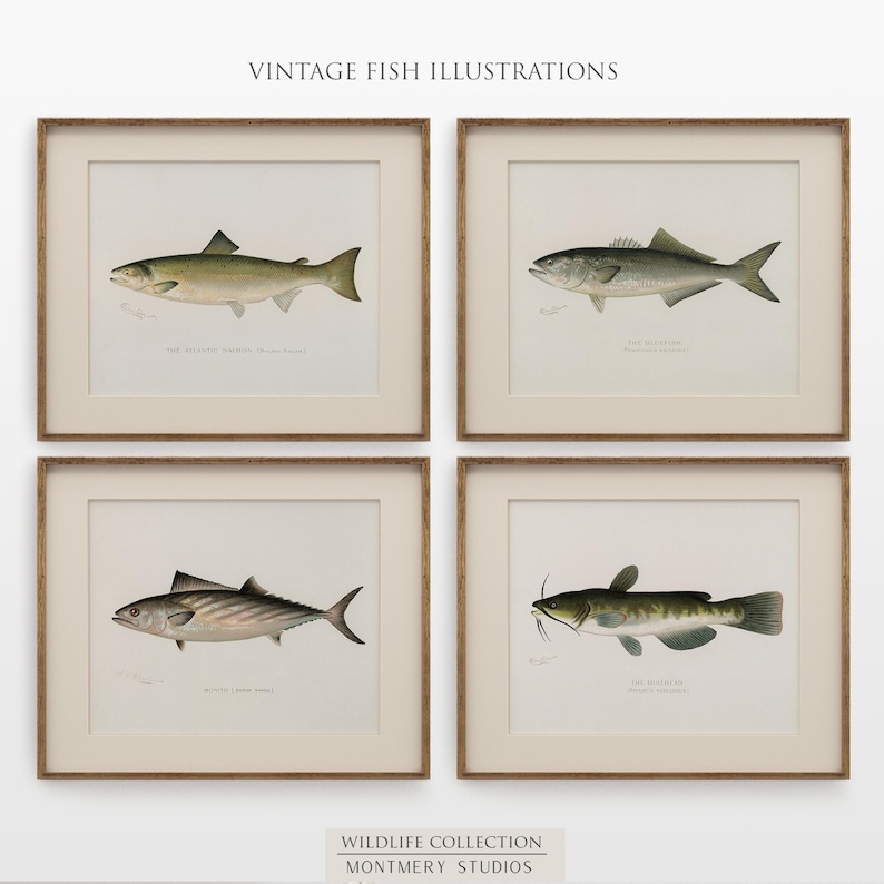Vintage fish wall art for lake house, freshwater trout prints for rustic decor, North American game fish illustrations, antique fishing artwork, digital fish art bundle for anglers, unique nature wall decor, printable fish paintings for cozy cabin