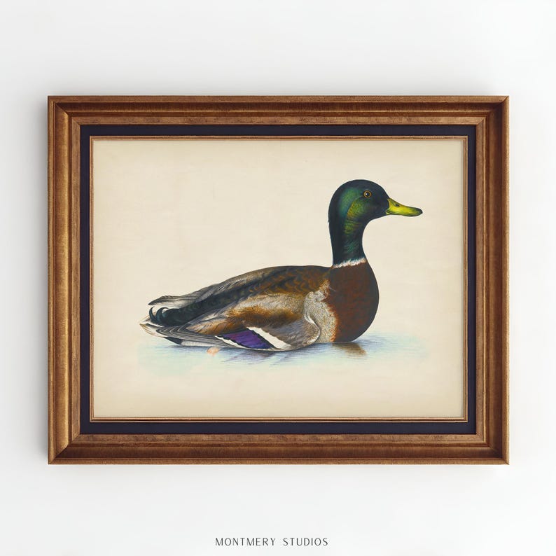 Vintage mallard duck print featuring a detailed rustic duck painting, perfect as nursery wall art or farmhouse decor. This antique duck print makes charming mallard nursery art for a boy’s bedroom, kids room animal art, or rustic nursery decor. Styled as a country animal print with soft tones, it fits perfectly in minimalist duck art displays, vintage nursery art collections, or country farmhouse interiors. Available as an instant digital download for easy printing at home.