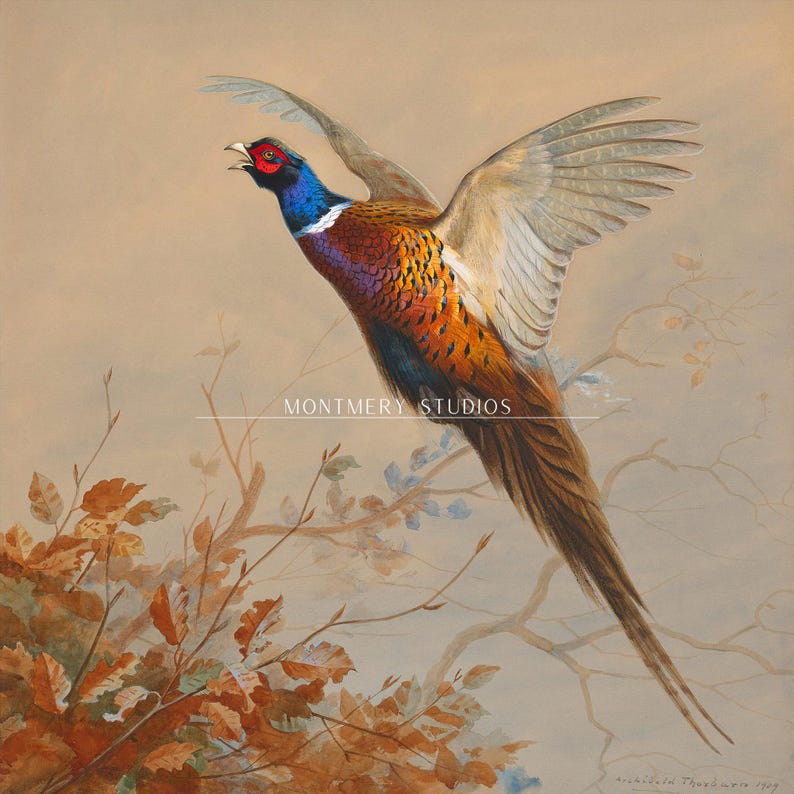 Flying ring-necked pheasant, vintage wildlife, colorful game bird art print, rustic hunting scene decor, American countryside bird in flight, nature wall art, antique pheasant artwork for hunters, classic bird illustration for home decor