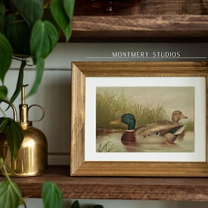Mallard ducks on a pond art, vintage wildlife printable decor, rustic farmhouse duck wall art, antique duck poster for nursery, digital wild ducks artwork, country bedroom wall print, nature animal art, wildlife scene illustration, retro animal decor